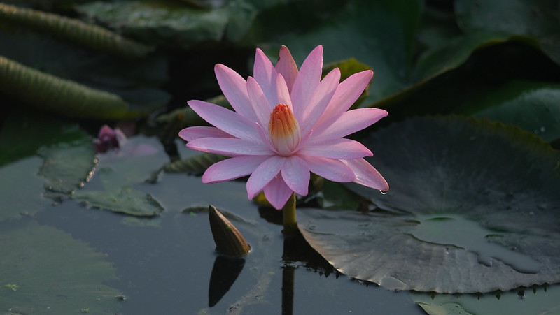 ảnh chụp tham khảo từ ống kính - lens mf Super-Multi-Coated Takumar 135mm f3.5