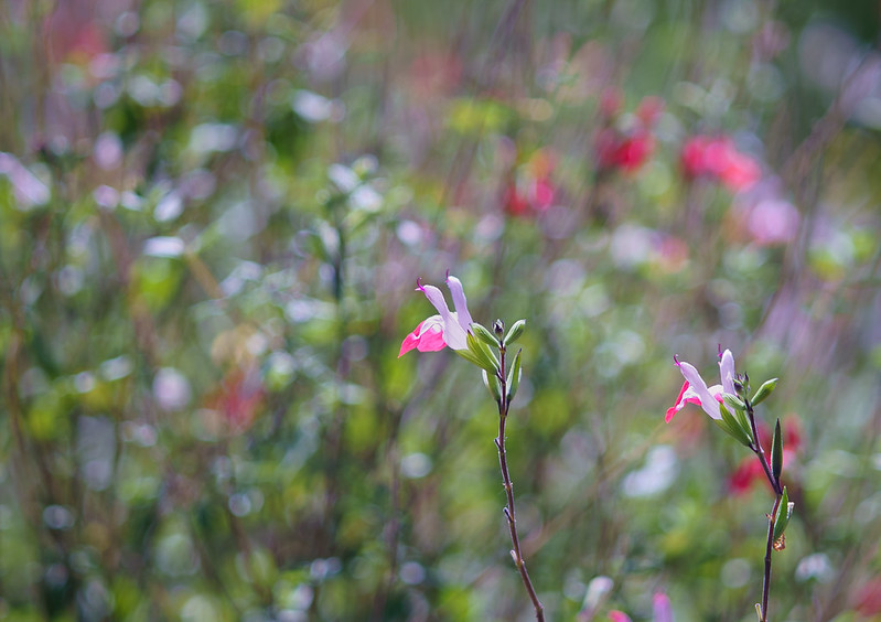 ảnh chụp tham khảo từ ống kính - lens mf Super-Multi-Coated Takumar 135mm f3.5