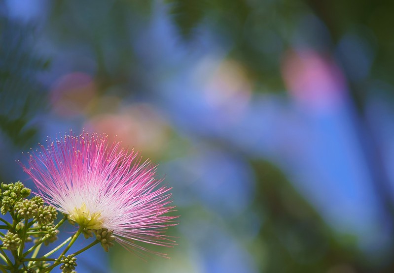 ảnh chụp tham khảo từ ống kính - lens mf Super-Multi-Coated Takumar 135mm f3.5