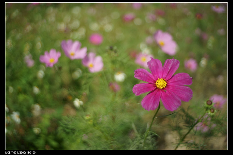 ảnh chụp tham khảo từ ống kính - lens mf canon 35mm f2.5 fl