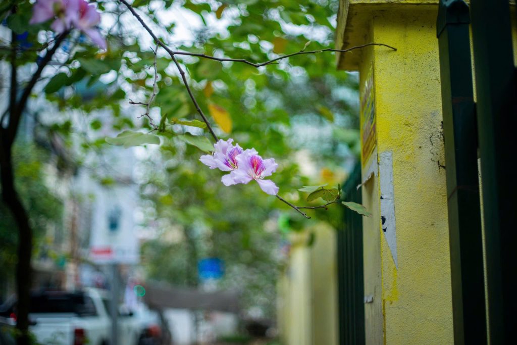 ảnh chụp tham khảo từ Ống kính - lens mf máy film canon 50mm f1.8 fd