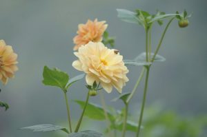 lens mf cho sony a6000 cho ảnh nét