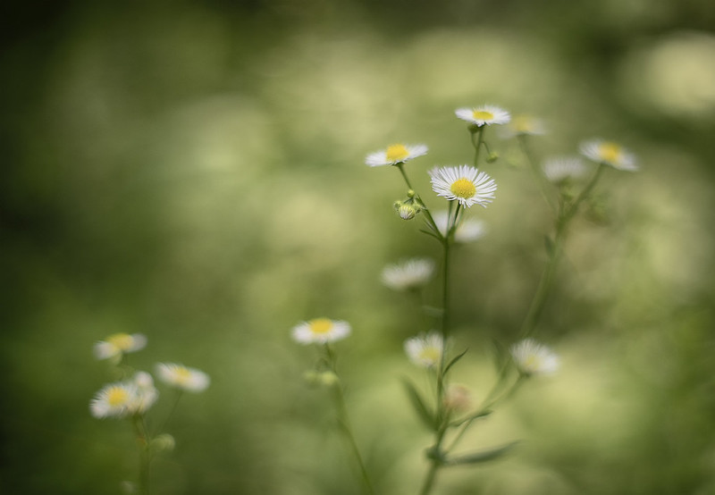 Ảnh chụp tham khảo từ ống kính - lens mf Minolta 50mm f/1.7 MD