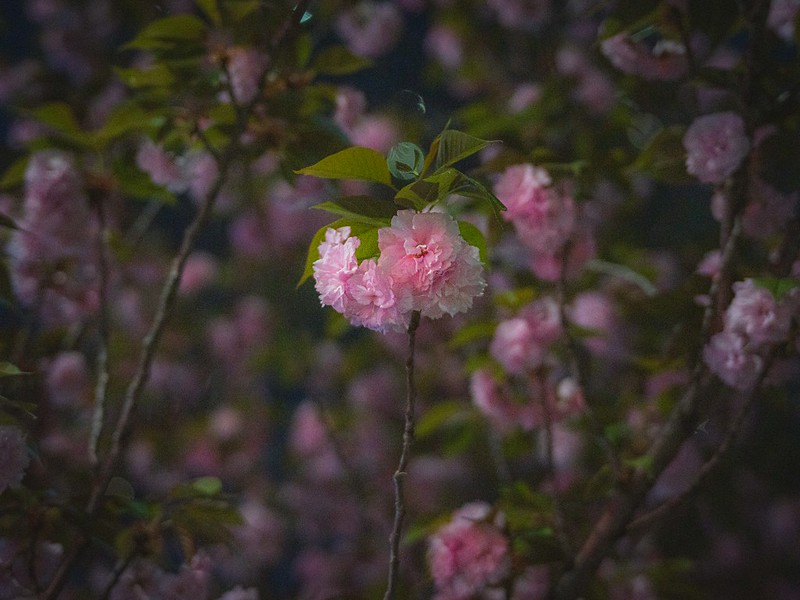 Ảnh chụp tham khảo từ ống kính - lens mf Minolta 50mm f/1.7 MD