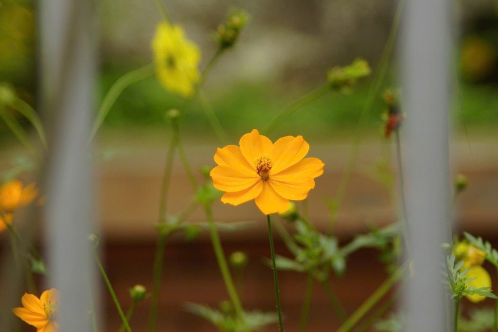 ảnh chụp tham khảo từ Ống kính - lens Minolta AF 28-135mm f/4-4.5