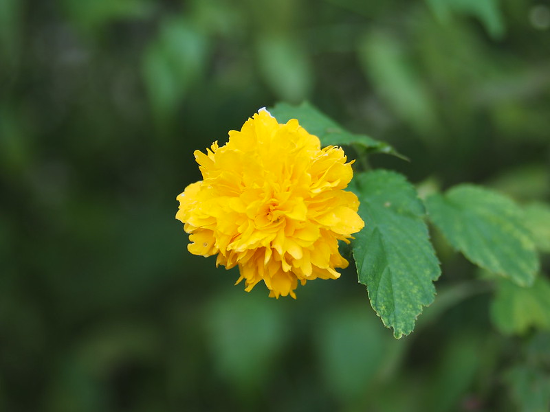 ảnh chụp tham khảo từ ống kính - lens mf Olympus Zuiko 35-70mm f3.5