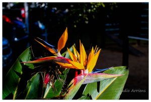 ảnh chụp tham khảo từ ống kính - lens mf Vivitar 35mm f2.8