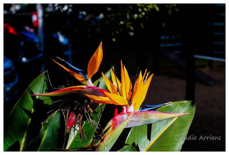 ảnh chụp tham khảo từ ống kính - lens mf Vivitar 35mm f2.8